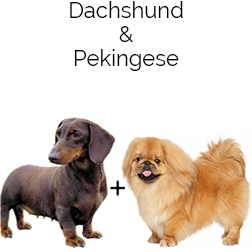 Pekehund Dog